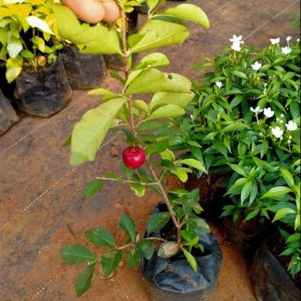 Manila Cherry Plants — Cherry sapling available at Agro Nursery Garden